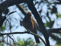 Turdus grayi