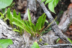 Stelis fulva
