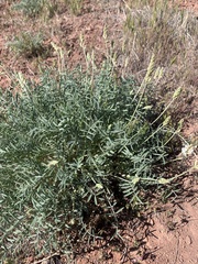 Astragalus flavus