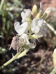 Astragalus flavus