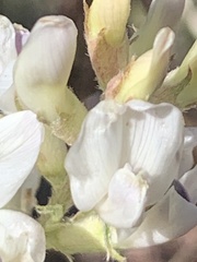 Astragalus flavus