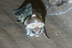 Sympistis rosea