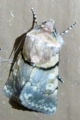 Sympistis rosea