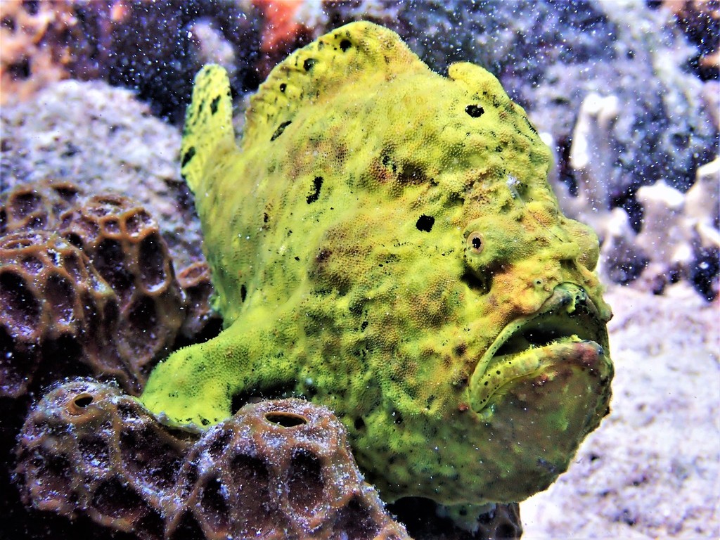 Longlure frogfish