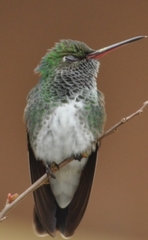 Chionomesa fimbriata