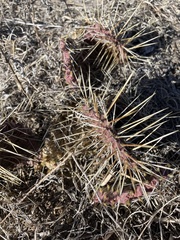Opuntia cymochila