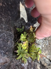 Doryopteris decipiens