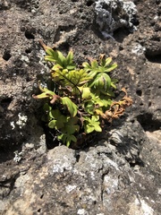 Doryopteris decipiens