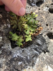 Doryopteris decipiens