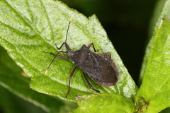 Anasa apicalis