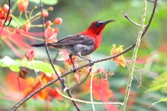 Aethopyga siparaja
