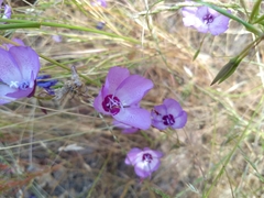 Clarkia cylindrica