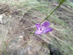 Clarkia cylindrica
