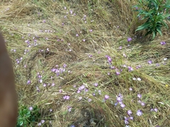 Clarkia cylindrica