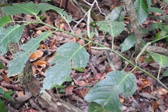 Piper glabrescens