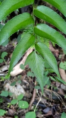 Cyrtomium devexiscapulae