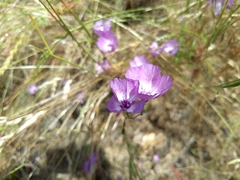 Clarkia cylindrica