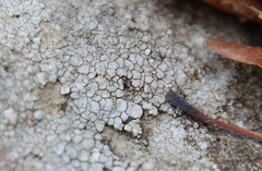 Willeya diffractella