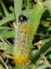 Pseudautomeris grammivora