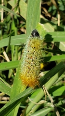 Pseudautomeris grammivora