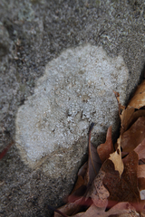 Willeya diffractella