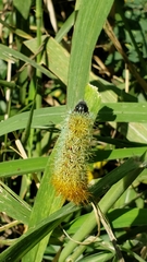 Pseudautomeris grammivora