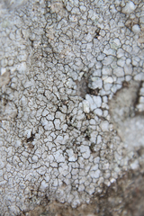 Willeya diffractella