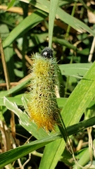 Pseudautomeris grammivora