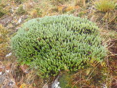 Celmisia ramulosa ramulosa