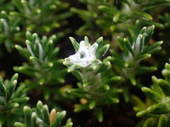 Celmisia ramulosa ramulosa