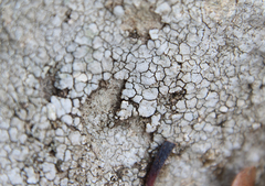 Willeya diffractella