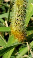 Pseudautomeris grammivora