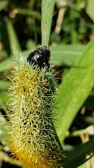 Pseudautomeris grammivora