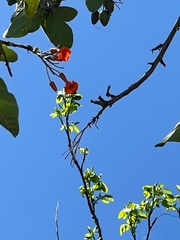Cordia rickseckeri