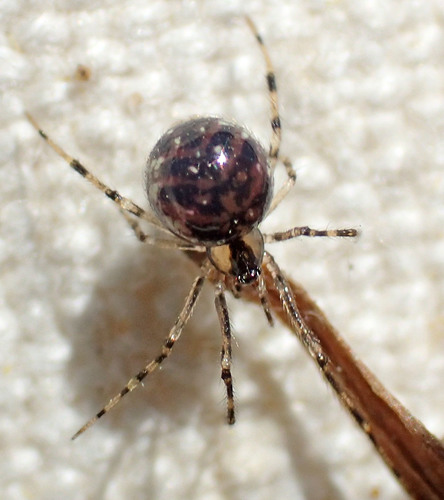 Common six-spotted cobweaver