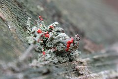 Cladonia didyma