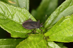 Anasa apicalis