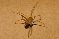 Scytodes