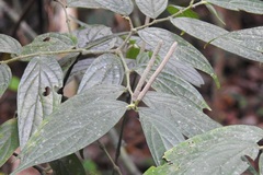Piper pseudofuligineum