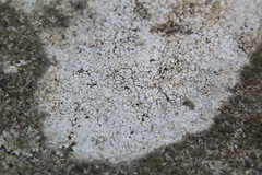 Willeya diffractella