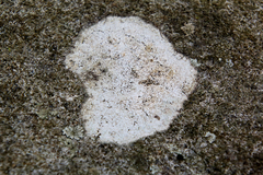 Willeya diffractella