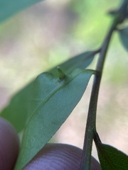 Dryocosmus archboldi