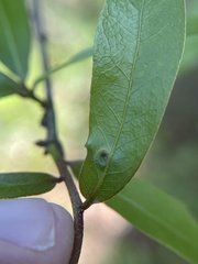 Dryocosmus archboldi