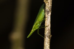 Melicharoptera