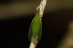 Melicharoptera