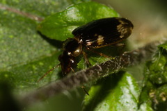 Lebiinae