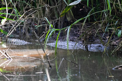 Crocodylus moreletii