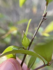Amphibolips quercuscitriformis