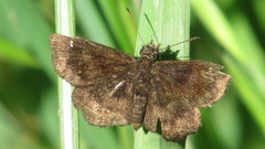 Staphylus hayhurstii