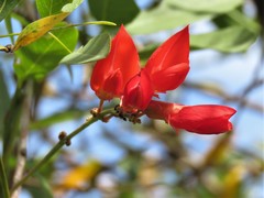 Camptosema rubicundum